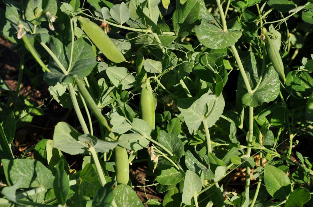 ���� ������ ������ � �������