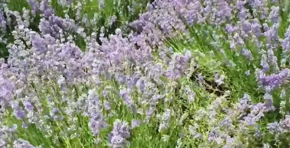 ��������� ������� ������� � ������������ ������.