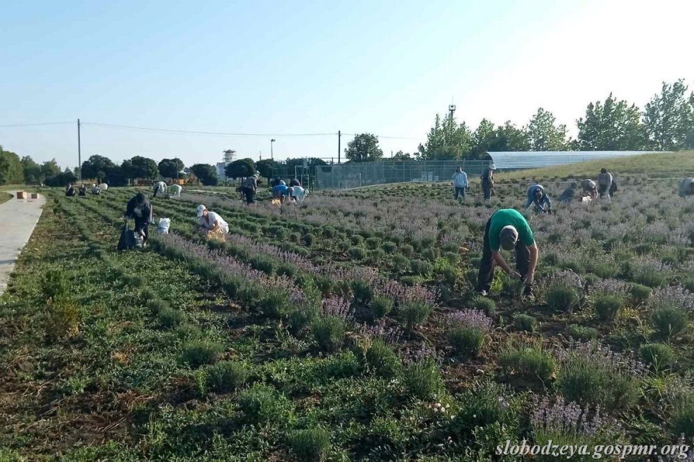 � ������������ ����� ���� ���� ������ �������