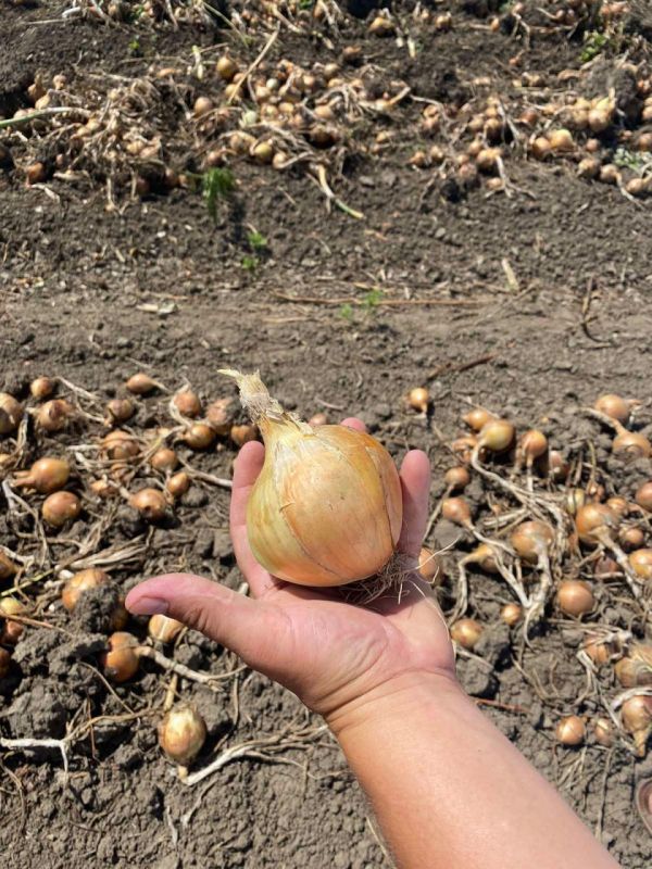 � ������������� ������ ������ ������� ���. ���� � ���� ���� ����� �����, ������ ��� �������� ������, ��� � �������