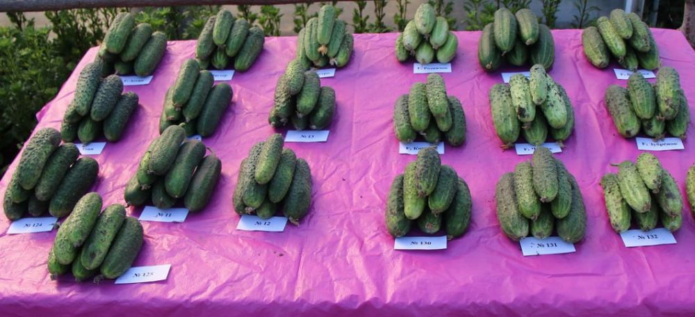 �������������� ������� ����������� �� ��� ���� ��� �����������