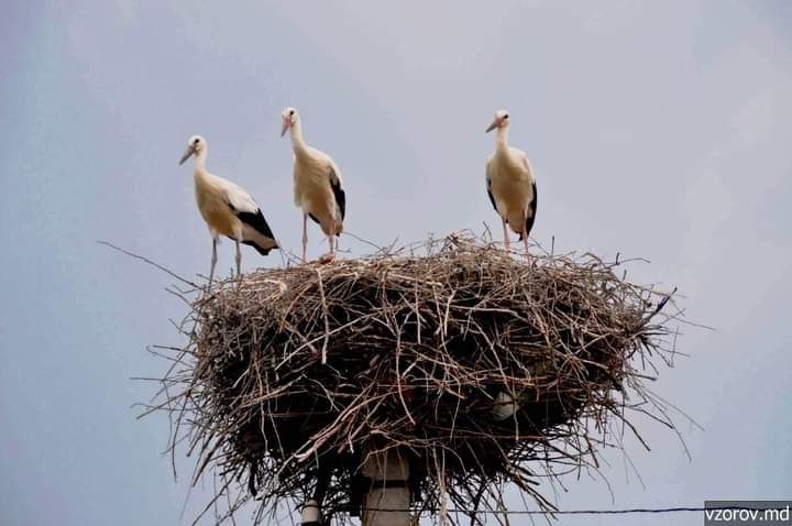 ���� �������. �� ���� ������ � ������ ����� ������� �� ���� ��������� ������� �����