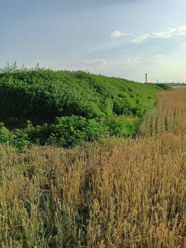 ���������� �������� ���� � ��������� �� ����������������� �������� � ���������