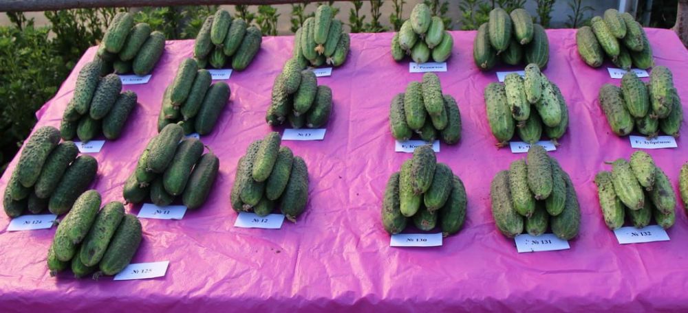 ���������� ������ ����������� ��������� �������