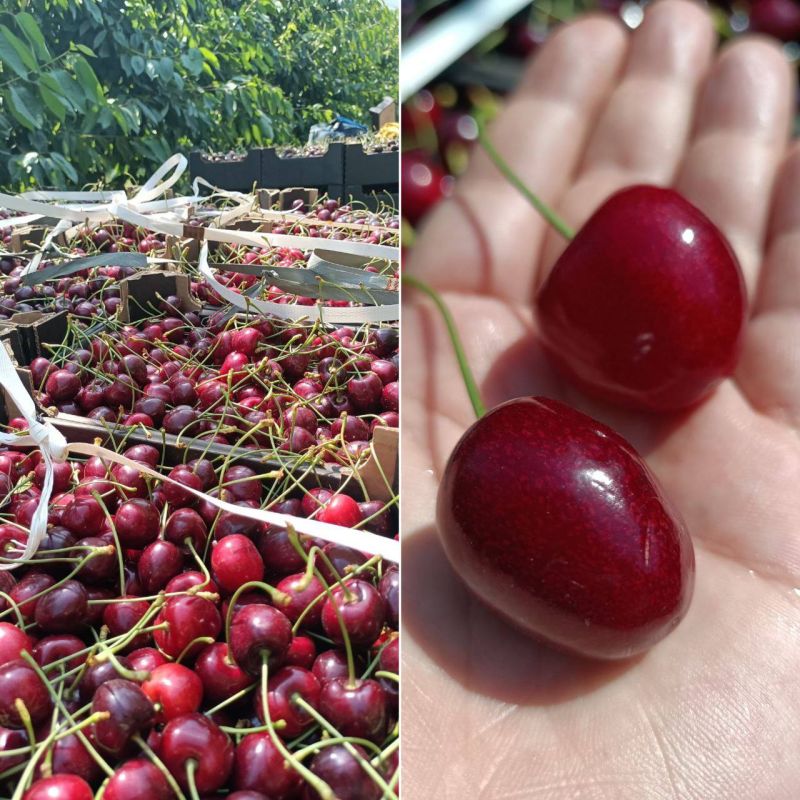 � ���������������� ������ ����� �������-����������� �����