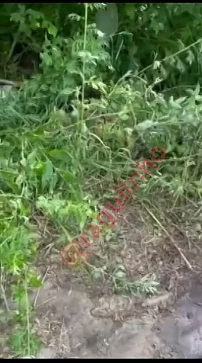 ������������� ���������� ���������� �������� ����� ����� ����������� � ������� �������: �������� ����� ����� ����������� � ������� � � ����