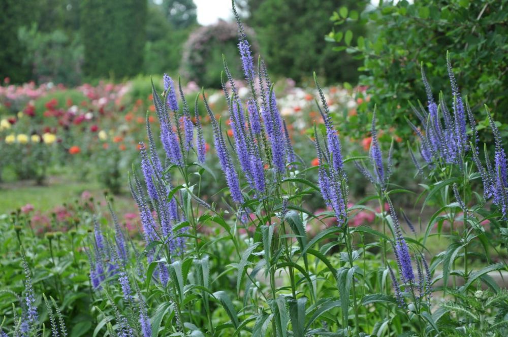 ������� ������. �������, 10 ����, ��������� ���������� ����������, ��� �������. ����� ������-�������� 7-10 �/���