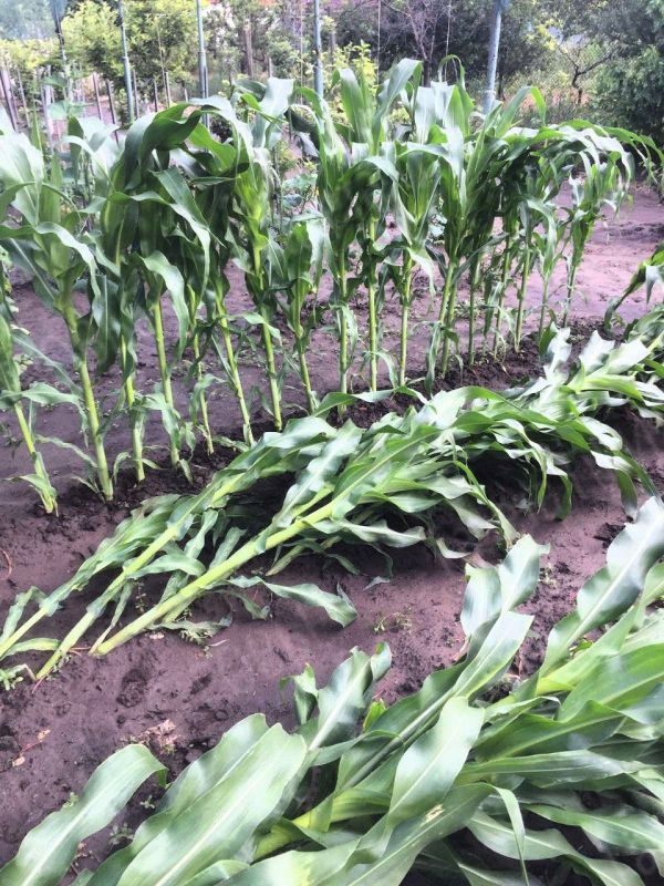 ������������� ����������� ����� � ��� �������� ������� ����������