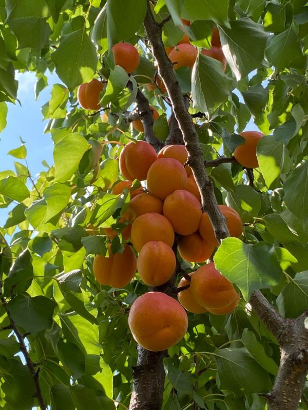 �� ��������� ���� ��������� �������� ����������� ������� ����� �����