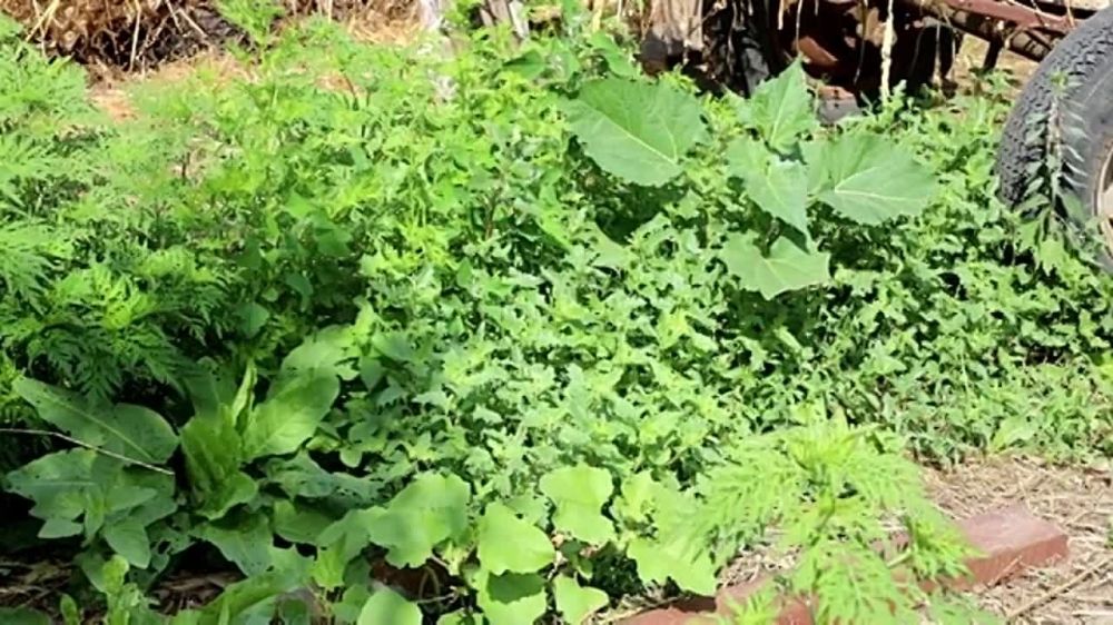 �� ����� ������� ���������� �� ��������