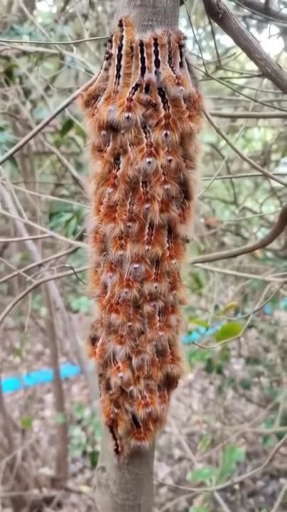 �������� �������� Cape Lappet ��������� �� ������������ ����� � ������ ����