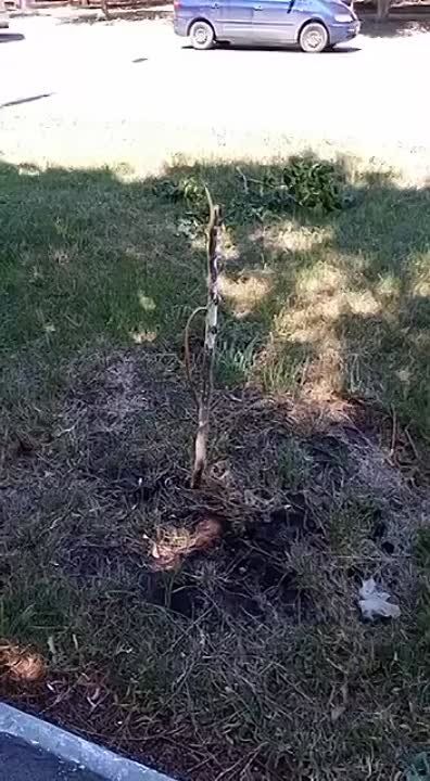 ��� �����, ��� ���-�� ������� ������� ������� �� ������������� � ���������