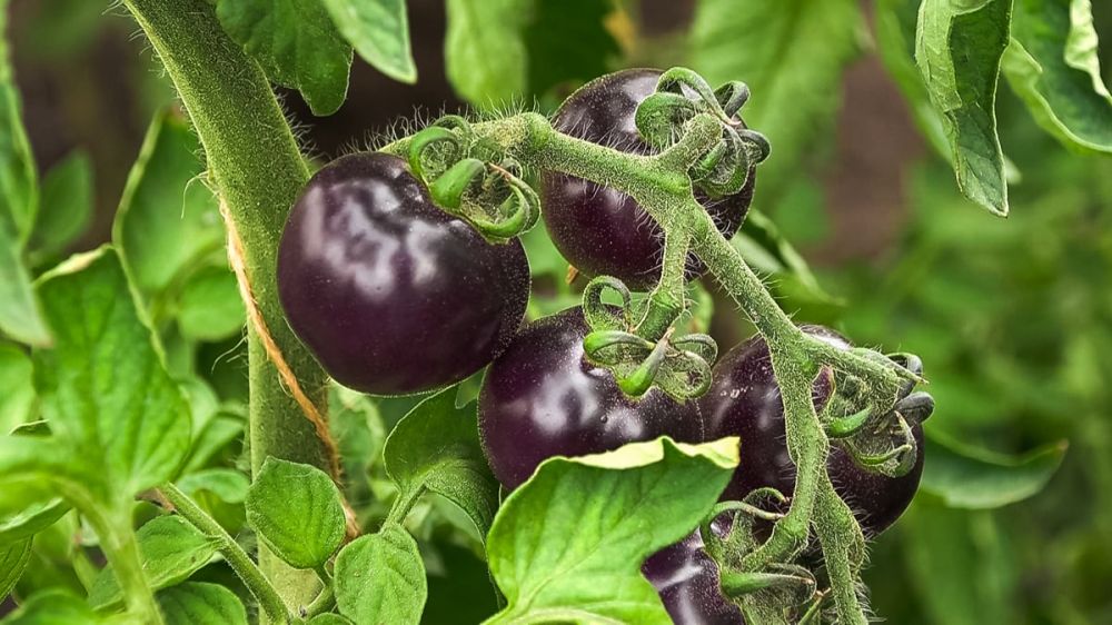 ���������� ��������� � ������� ����������� ��������