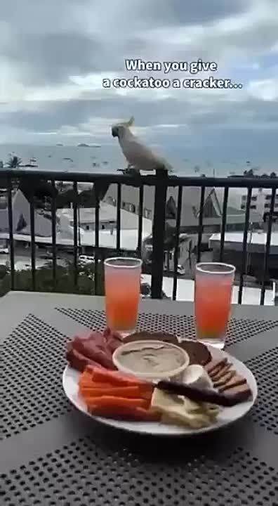 ������� ������ ���������� ������� ����������