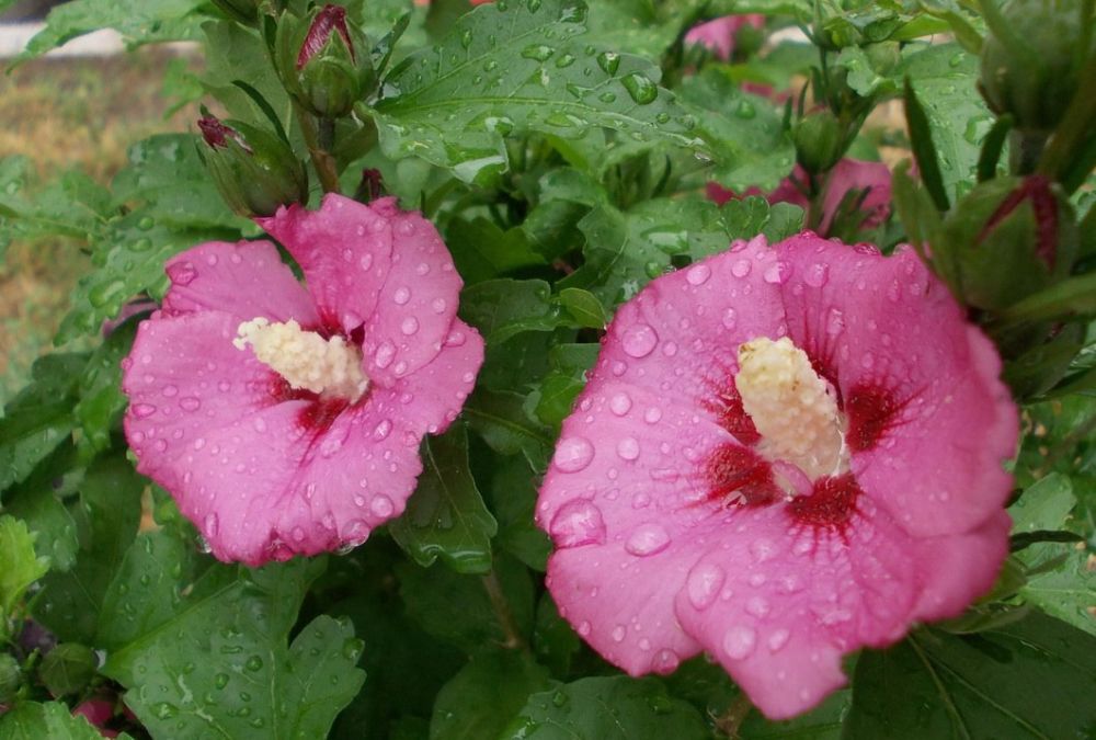 ������ ������ �� �������� ����������� �������������