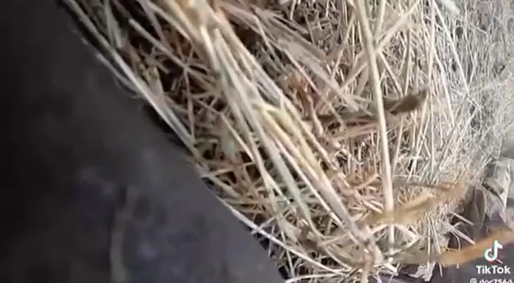 ����������� ����������� ������ ��������� ������� �� ������������ ���