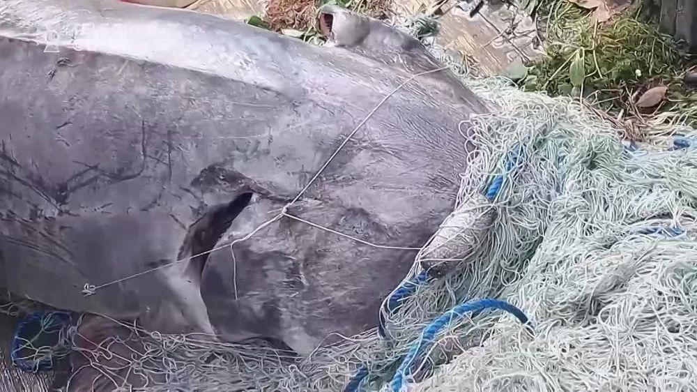 � �������� ������� ������������ ��������� �������, ����������� 125-���������� ������������� ������