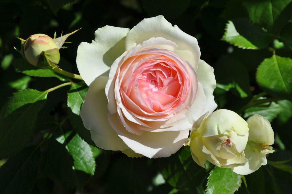 �������, 17 ����, ��������� ������������ ������, ��� �������