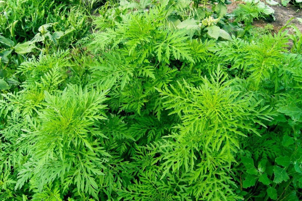 � ������������� ������������ ����������� �� ������ � ���������