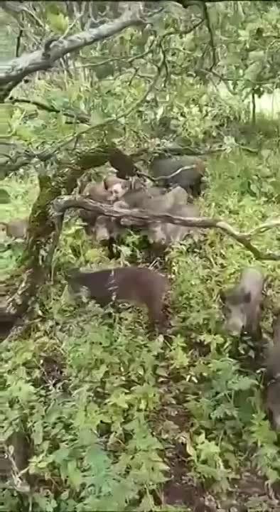 ���� �� ��� ������� �������: �������� ������� �� ������, ����������� ����� ������� � �������� �������