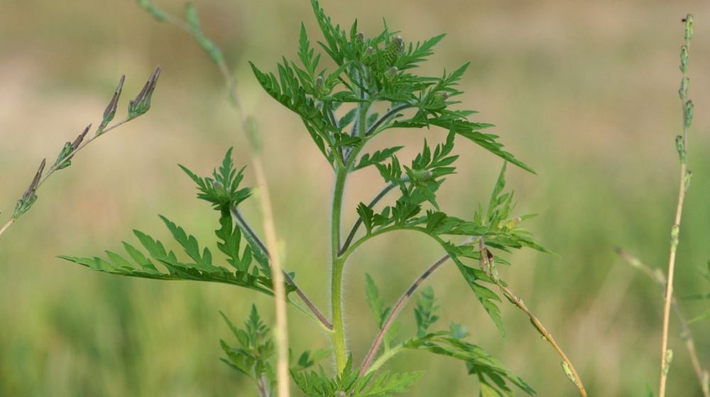 ������� ���������� ������� ��� �� ��������� ��� ������ ��������� ����� 560 �������� �� ������� ��������� ��������