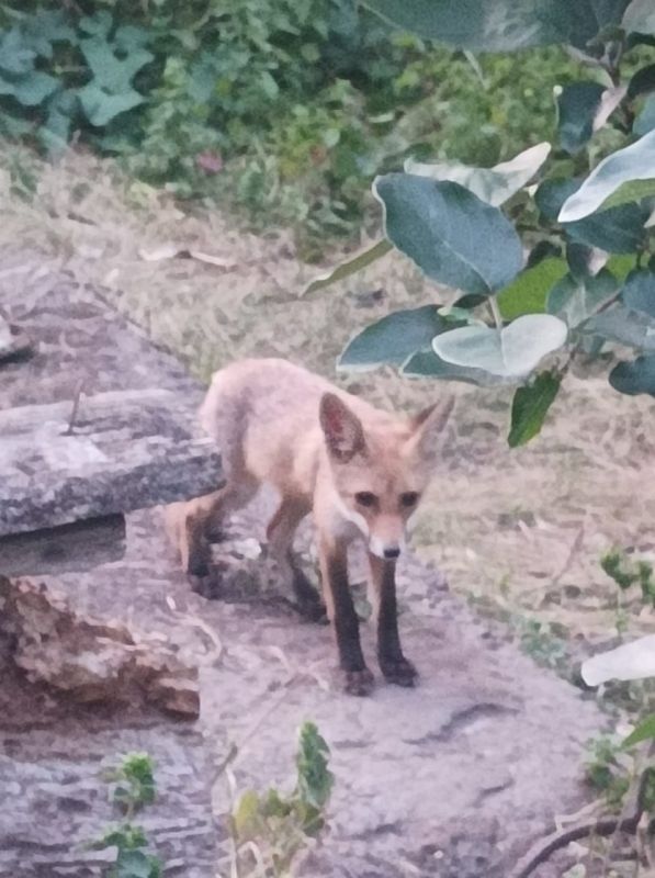 � �������� ����� ��� ����� ����