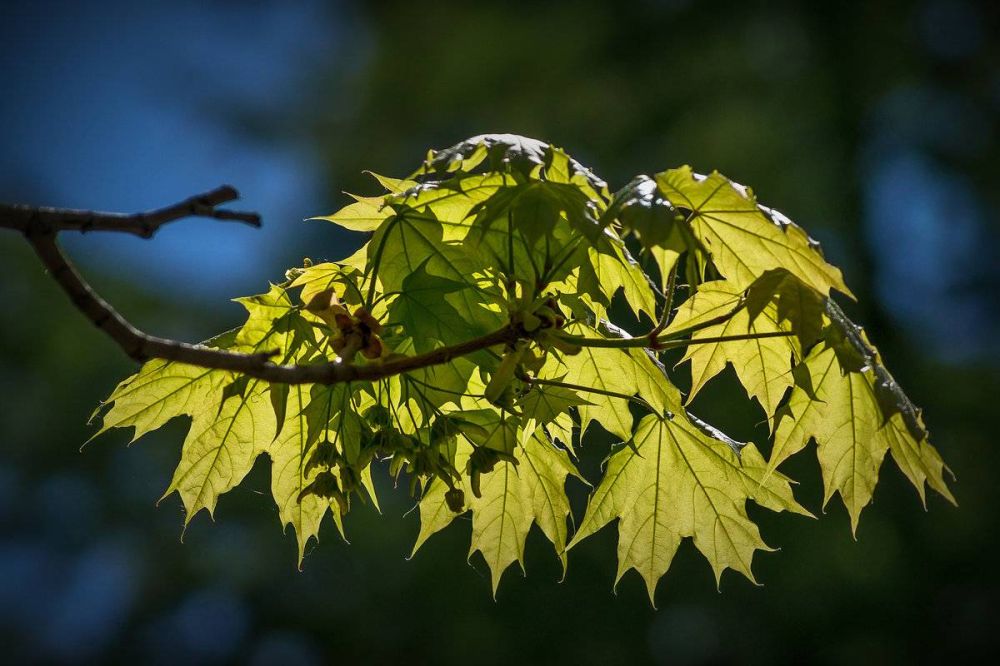 ������ �� ����� ������ ������