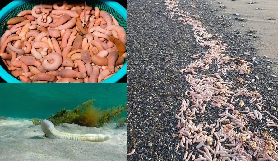 ������������ ���� ���������� �������