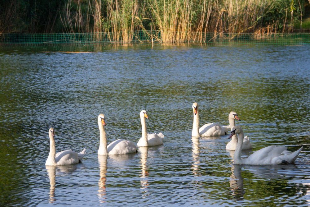 ������ ����� ������� �����, ����� ������ � ���������� � �� �� �� ��������