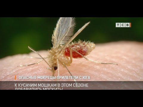 � ������������� ��������� ������������ �����-�������, ���� �� �������� ��������, ��������� � ����. ������� ����� ����� ���� ������