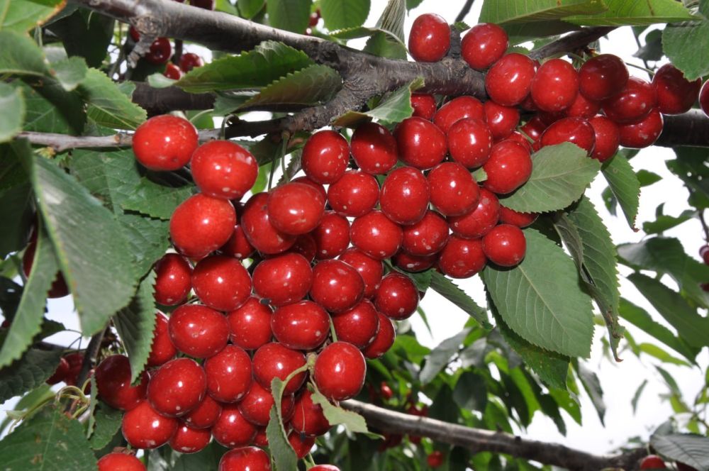 ������ �������-������� �������