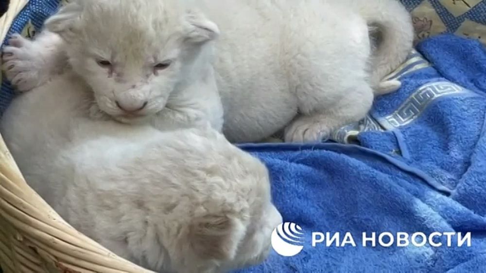 ��������� ������. ��� ������ ����� ������ �������� � �������� � �����