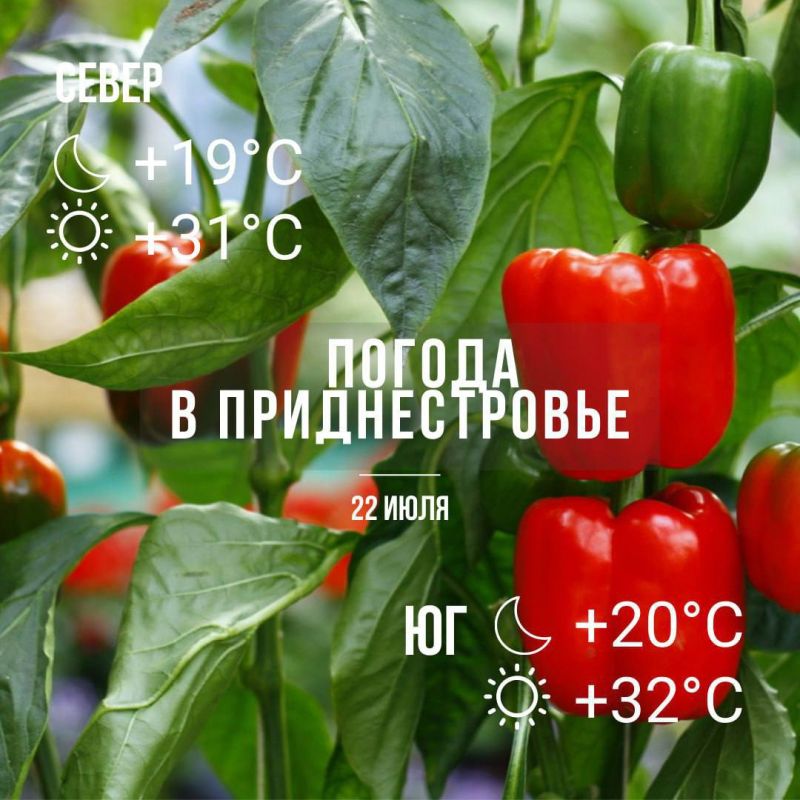 ������ ���� ������������