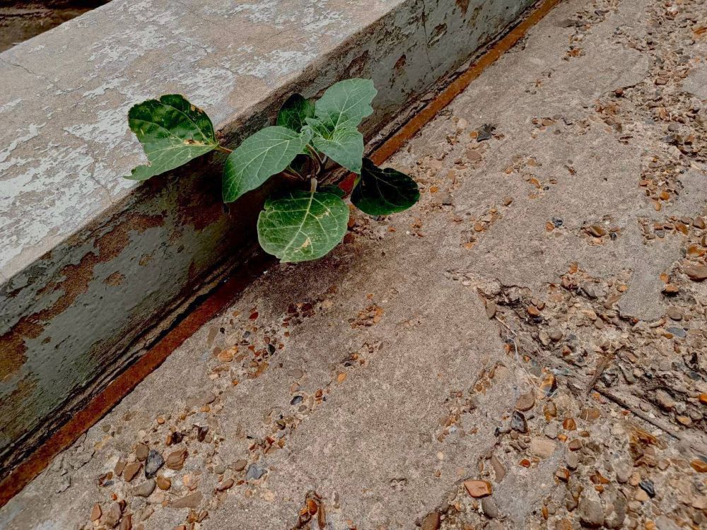 ������ �����. ���� �� ���������