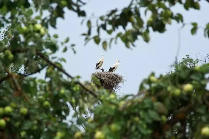 23 ���� ���������� ��������� ���� ����� � ���������, ���� ���������������� ����� - � �������, ���� ���������� ��� - � ����� ������, � � ������ � ���� ���� ��������� ���� �������