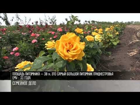 �������� ���� ���������� ����� ���� ��������������. ��������� ����� ���� ������ ��������� �� ������. 33 ���� ����� ��...