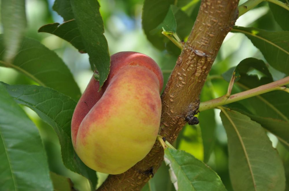 ������� ������. �������, 24 ����, ��������� ���������� ����������, ��� �������