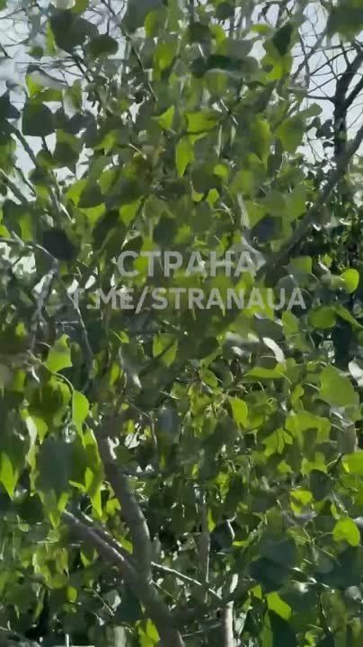 ����� ��������, ������� ����� � ����� ���� ����� ������� ��������