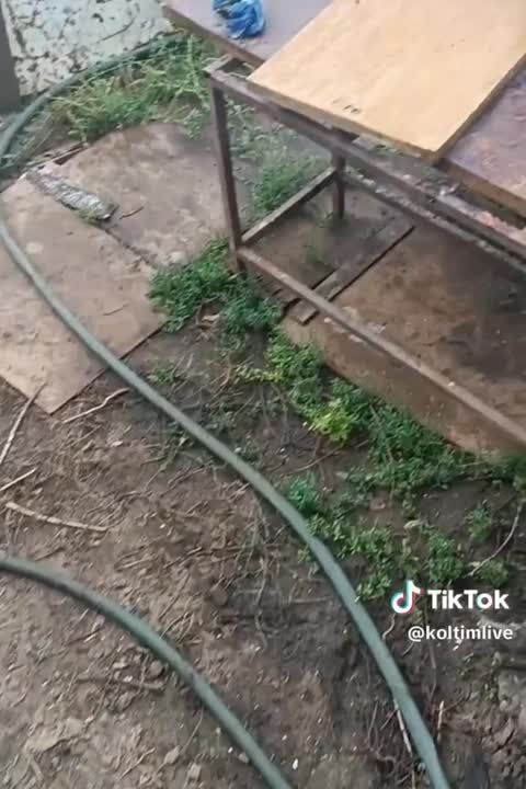 � �������� ����� ���� ��������