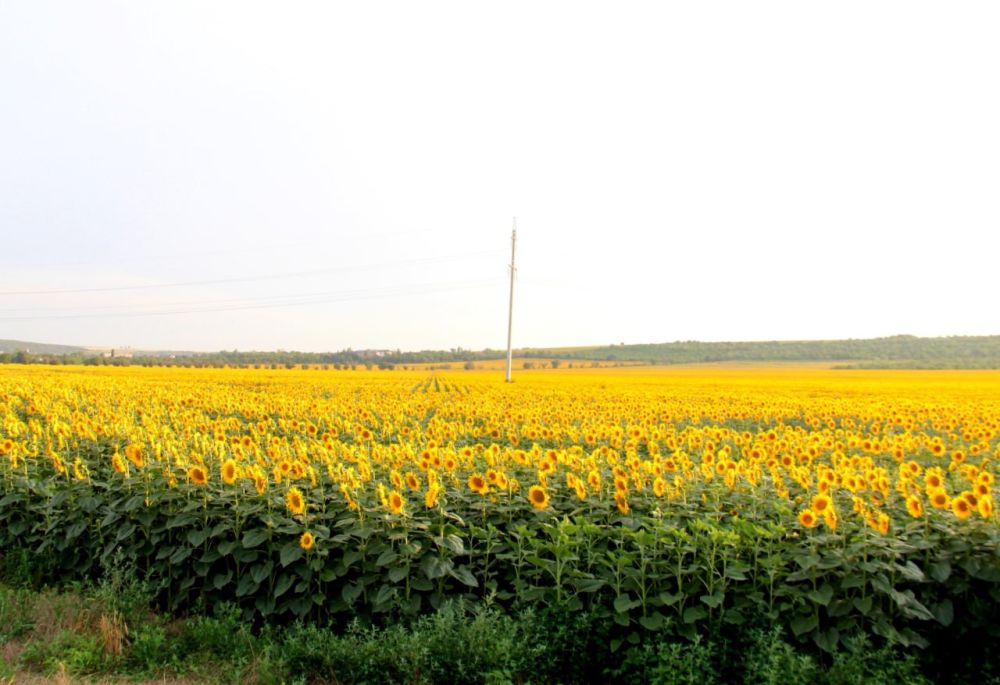 ��������� ������ ����������� � ��������, �� ����� �����