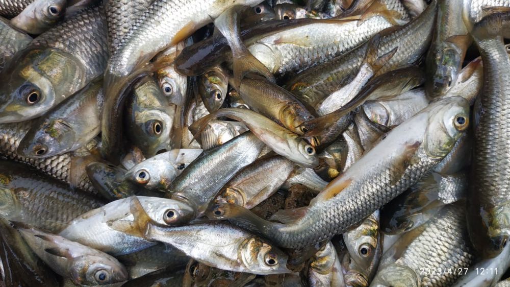 � ����������������� ������� �������� ����� 3,5 ��������� ���