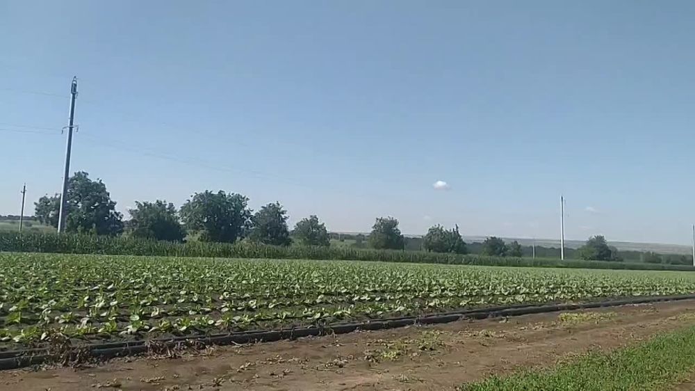 �������������������� ����