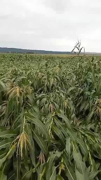 ��� ��� �������� ���� �� ����� � ������������ ������