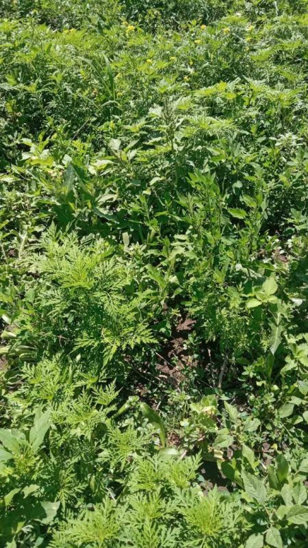 � ������������ ����� ����������� ������ ��������