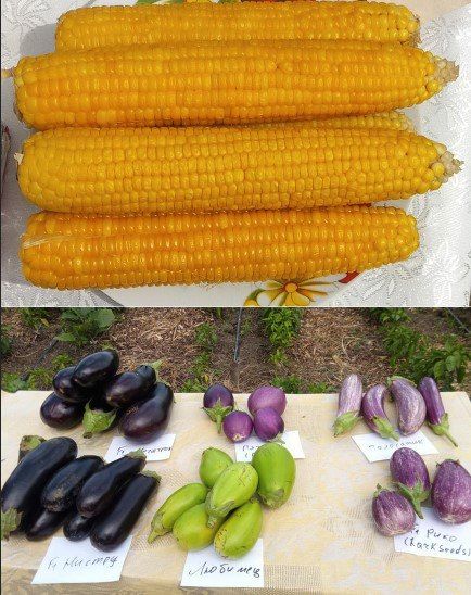 ������������ ���������, ���������� � ��������, � ������������ �������� ����������� �� ��� �������� ������������ ���