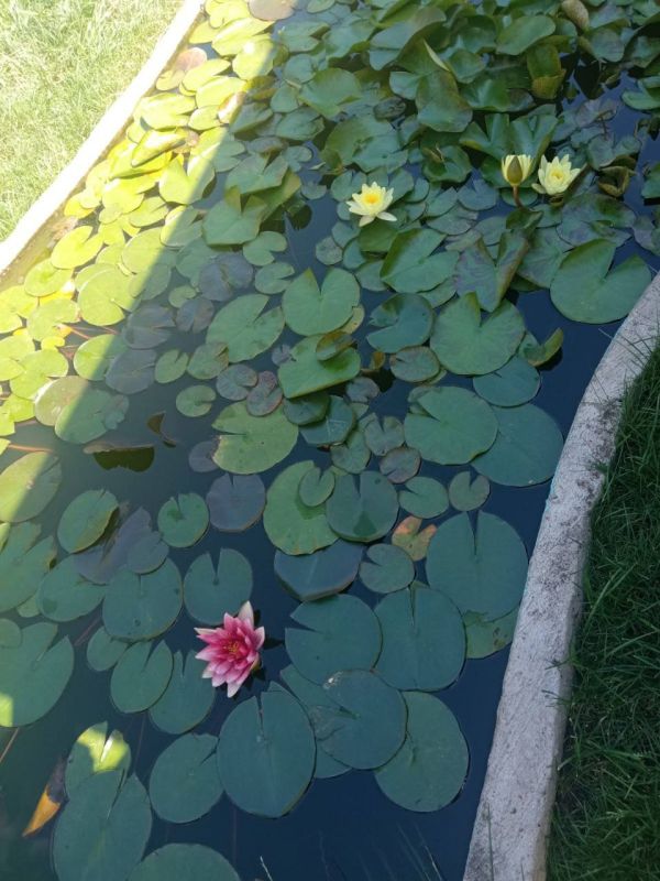 ������� ������������ ������