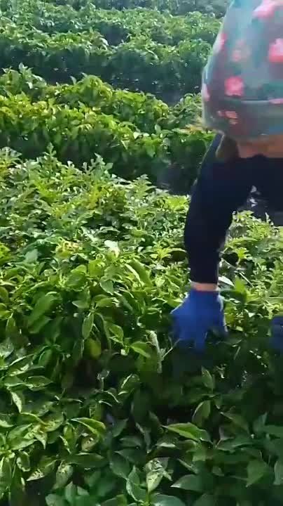 � ������������ ��� "������ ��������" ������� �������� ������ ������, �������� ��� ������