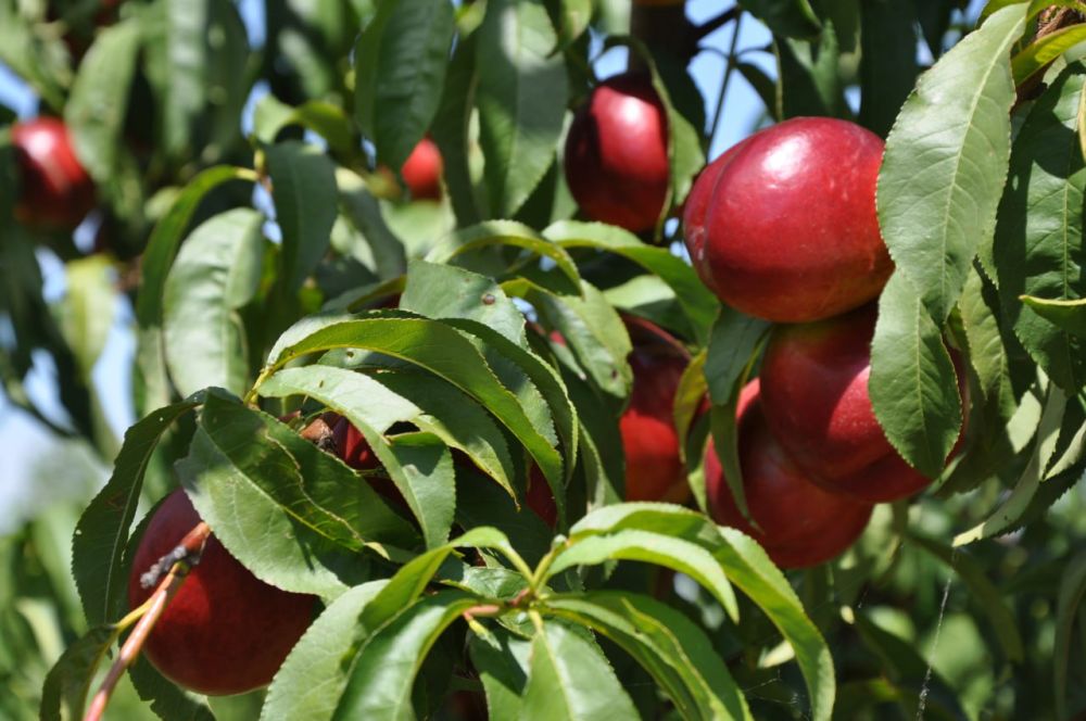 ������� ������. �������, 28 ����, ��������� ���������� ����������, ��� �������