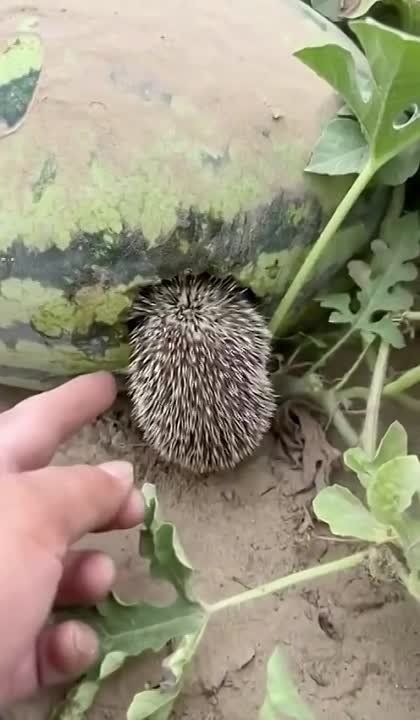 ��������� ��� � � ����� �������