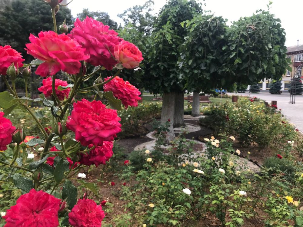 ���� ���������, ���� ���������, �� ������